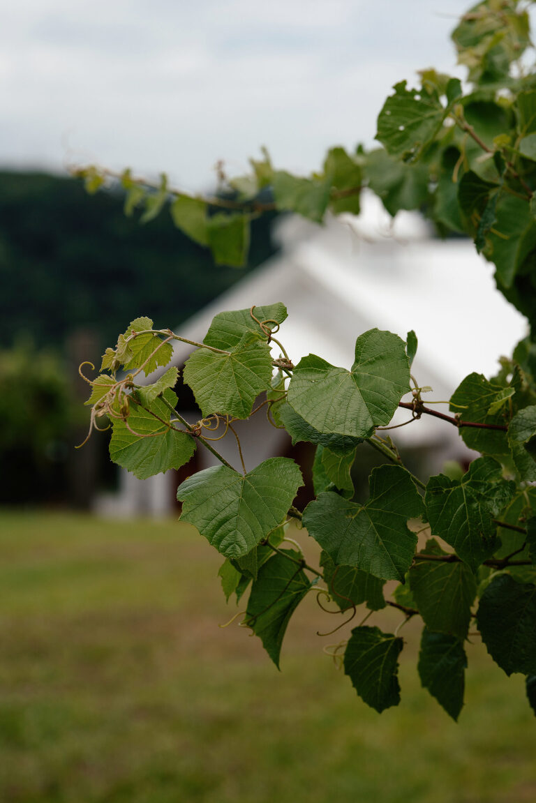 Summergrove Estate Wedding